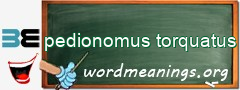 WordMeaning blackboard for pedionomus torquatus